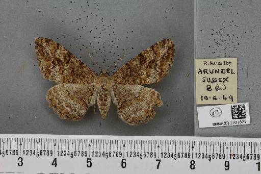 Alcis repandata repandata (Linnaeus, 1758) - BMNHE_1921871_477100