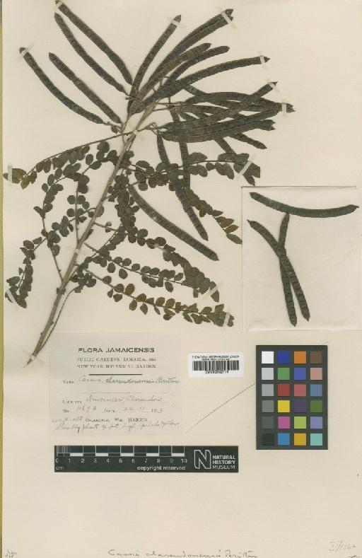 Senna mexicana var. berteriana (DC.) H.S.Irwin & Barneby - BM000952114