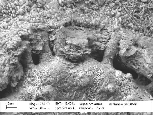 Hyporosopora dilatata (d'Orbigny, 1850) - PI D 41611 - Hyporosopora cf. dilatata