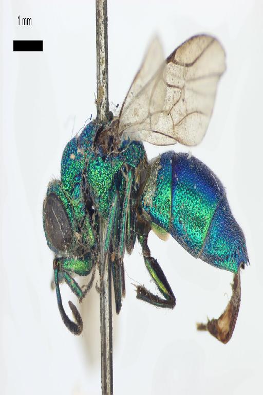 Chrysis hewittii Cameron, P., 1908 - Heptachrysis_hewittii-BMNH(E)#970880_type-lateral-1_6X