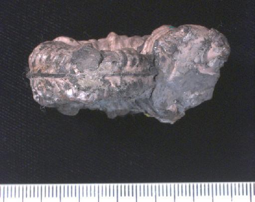 Diploceras (Dipoceras) cristatum (Brongniart) - PI OR 37134 Diploceras cristatum