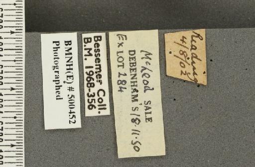 Pyronia tithonus britanniae ab. semi-obscura Hosp, 1916 - BMNHE_500452_label_544