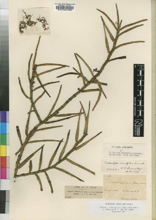 Tridactyle crassifolia Summerh. - BM000540406