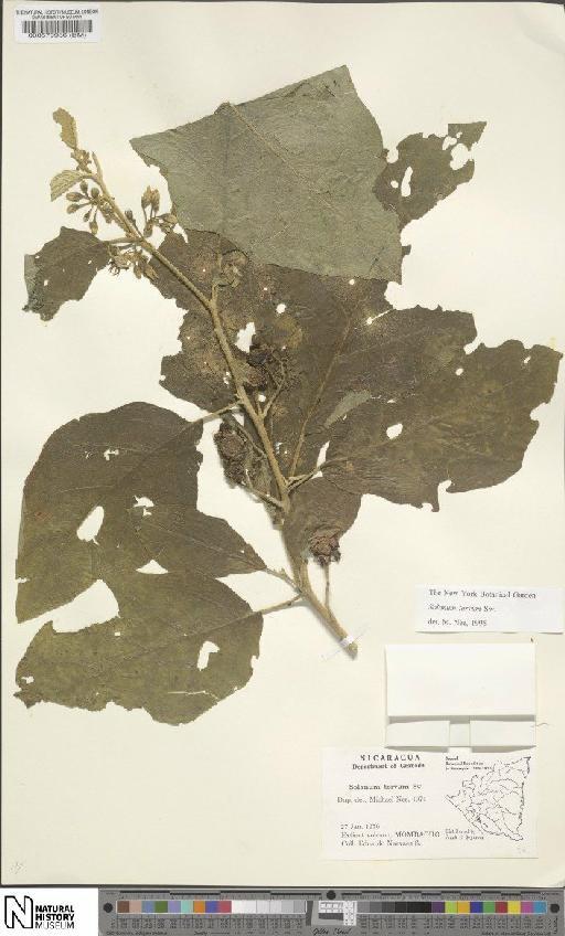 Solanum torvum Sw. - BM000579936