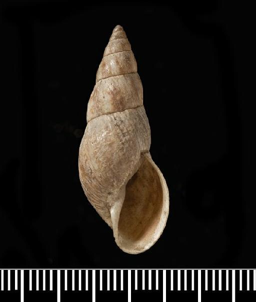 Helix lophoica A.D.Orb., 1835 - Helix lophoica d'Orbigny, 1835 - SYNTYPES - 1854.12.4.135