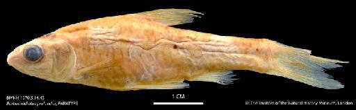 Barbus radiatus profundus Greenwood, 1970 - BMNH 1970_5_14_43 Barbus radiatus profundus, PARATYPE