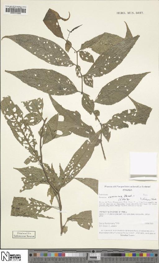 Solanum ramonense C.V.Morton & Standl. - BM001016925
