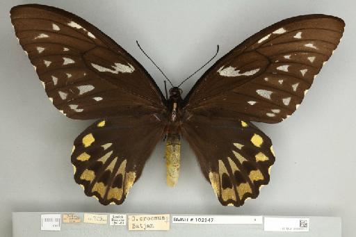Ornithoptera croesus croesus Wallace, 1859 - 013605002__