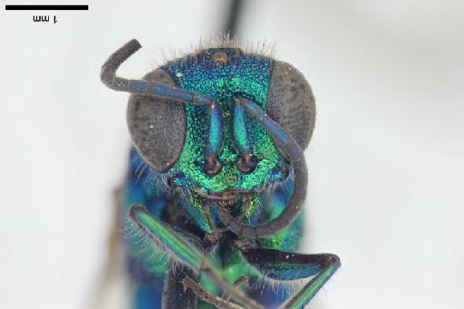 Chrysis foochowia Linsenmaier, 1968 - Chrysis_foochowia-BMNH(E)#970884_type-frontal-2_5X