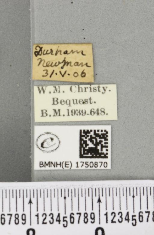 Hydriomena impluviata ab. nigerrima Harrison, 1911 - BMNHE_1750870_label_330007