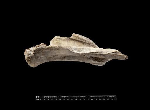 Mylodon darwinii Owen, 1840 - NHMUK PV M 8736 (4)