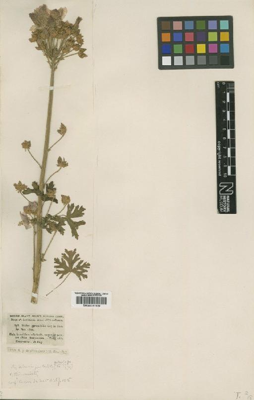 Malva garaniifolia Gay - BM000751628