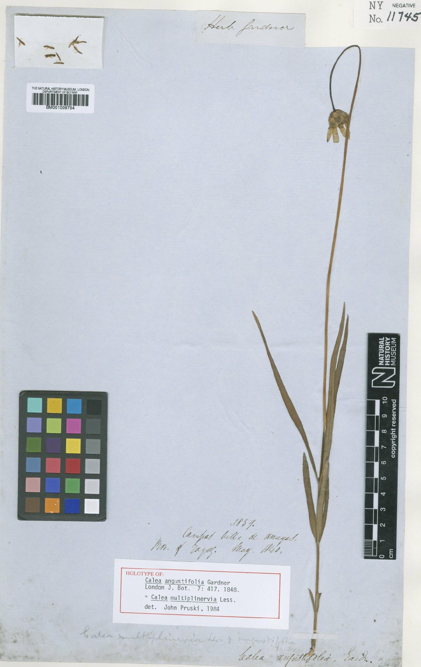 To NHMUK collection (Calea multiplinervia Less.; Holotype; NHMUK:ecatalogue:621868)