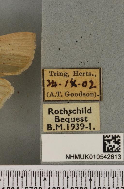 Rhizedra lutosa (Hübner, 1803) - NHMUK_010542613_label_599383