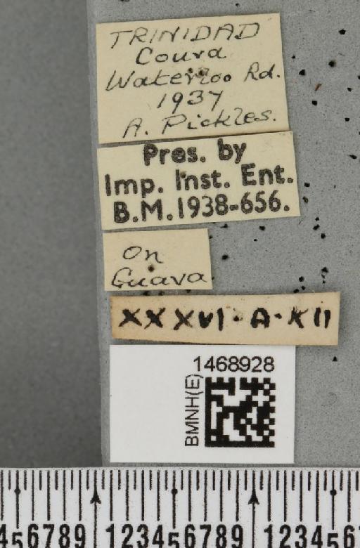 Anastrepha striata Schiner, 1868 - BMNHE_1468928_label_41502