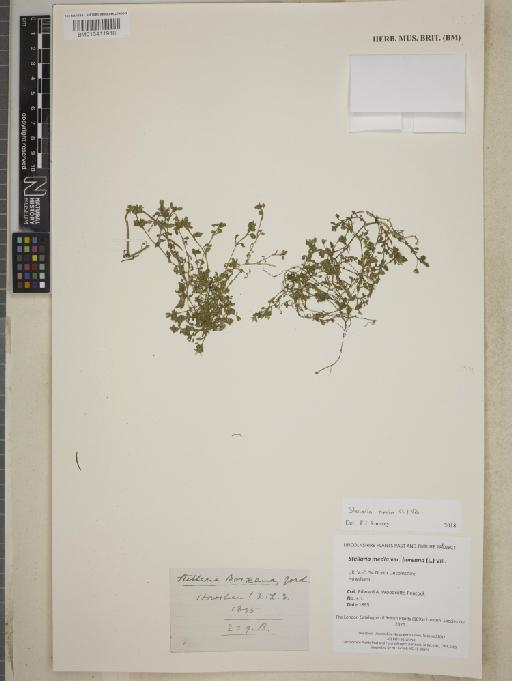 Stellaria media (L.) Vill. - BM013411918