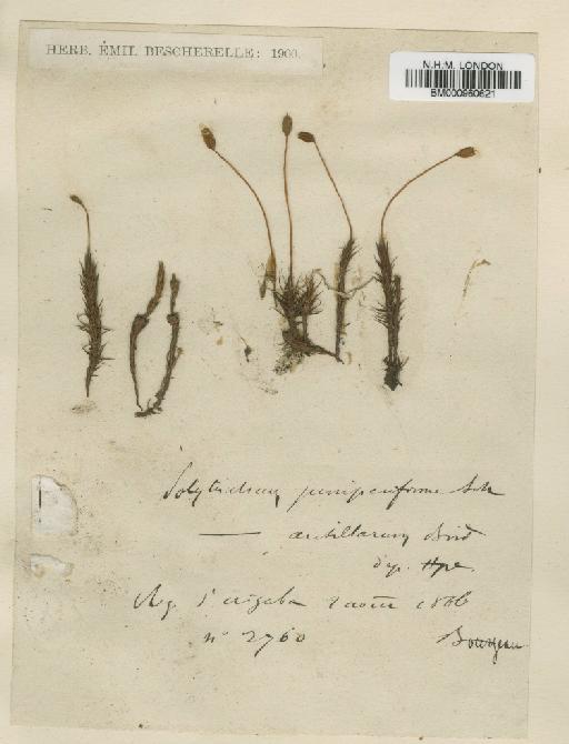 Polytrichum juniperinum Hedw. - BM000960621