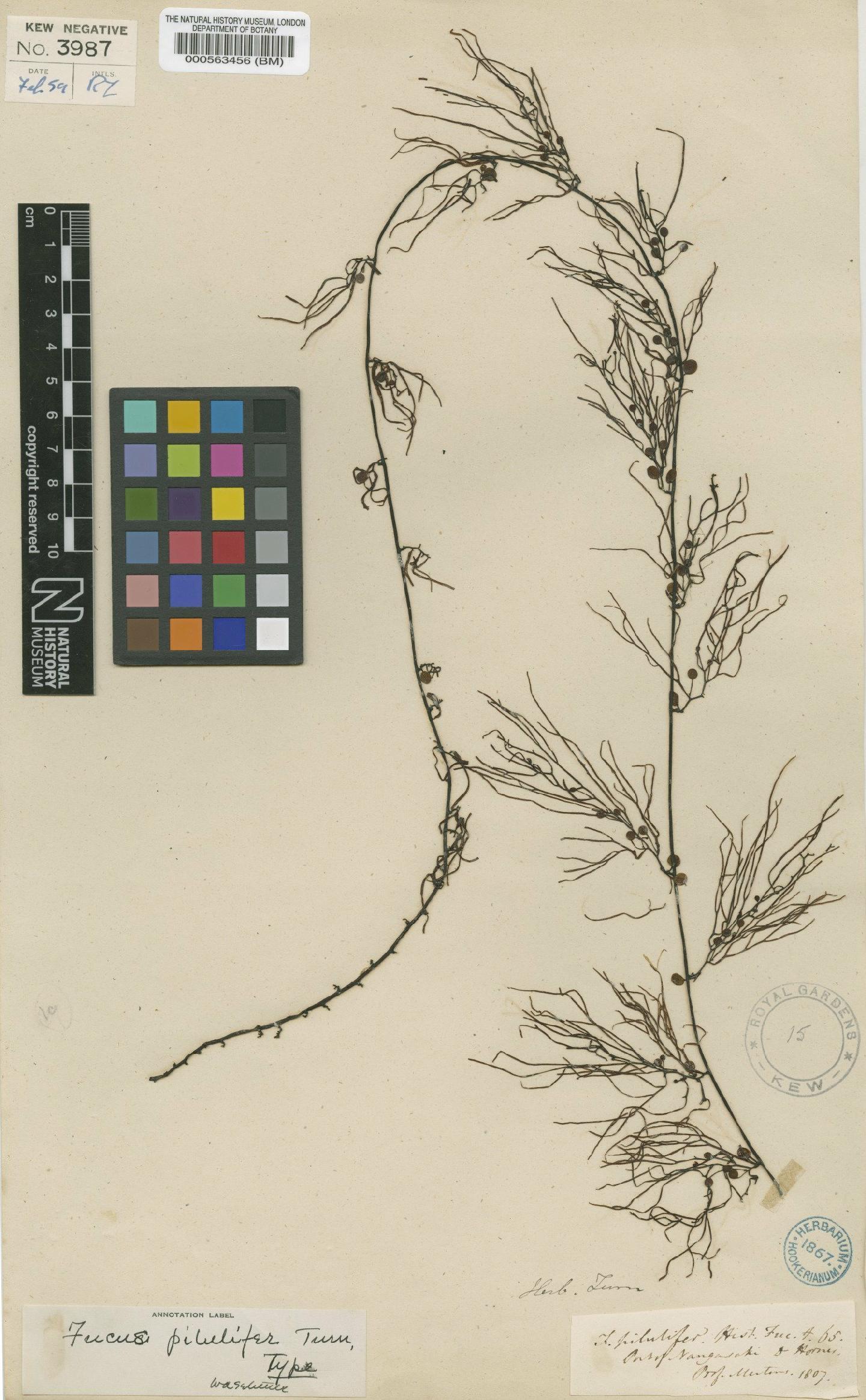 To NHMUK collection (Sargassum piluliferum (Turner) Agardh; Type; NHMUK:ecatalogue:4723349)