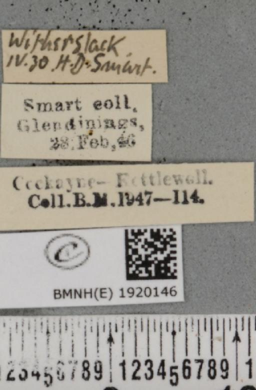 Ematurga atomaria (Linnaeus, 1758) - BMNHE_1920146_label_485922