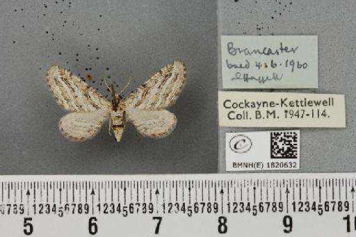 Eupithecia extensaria occidua Prout, 1914 - BMNHE_1820632_390513