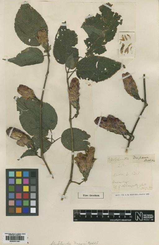 Strobilanthes dupeni Bedd. - BM000812963