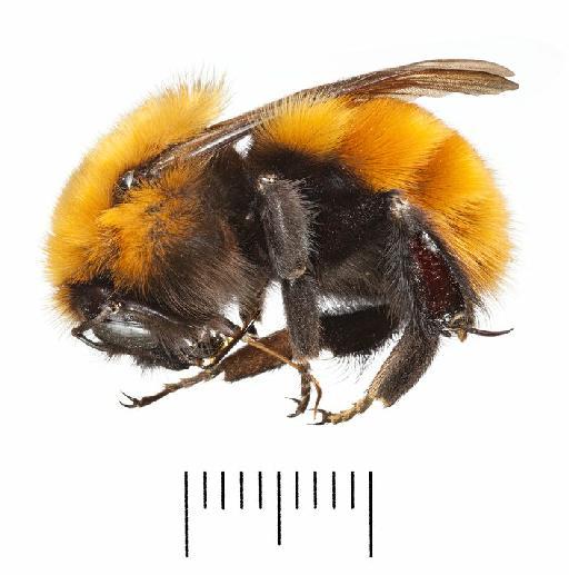 Bombus (Thoracobombus) dahlbomii Guérin-Méneville, 1835 - Bombus_dahlbomii-BMNH(E)#970852_nontype-habitus_lateral