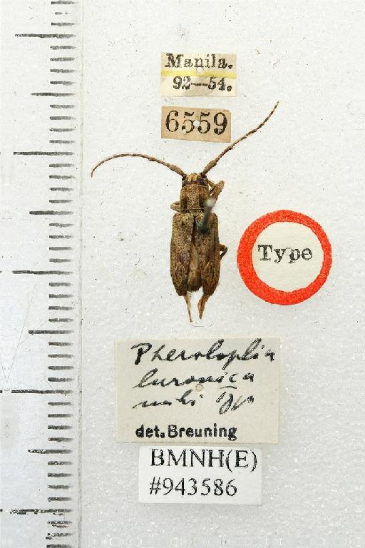 Pterolophia (Ale) luzonica Breuning, 1938 - Pterolophia luzonica