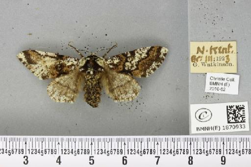 Biston strataria (Hufnagel, 1767) - BMNHE_1870933_461543