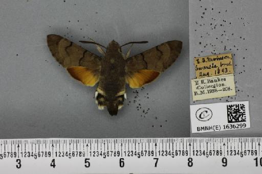 Macroglossum stellatarum (Linnaeus, 1758) - BMNHE_1636299_206017