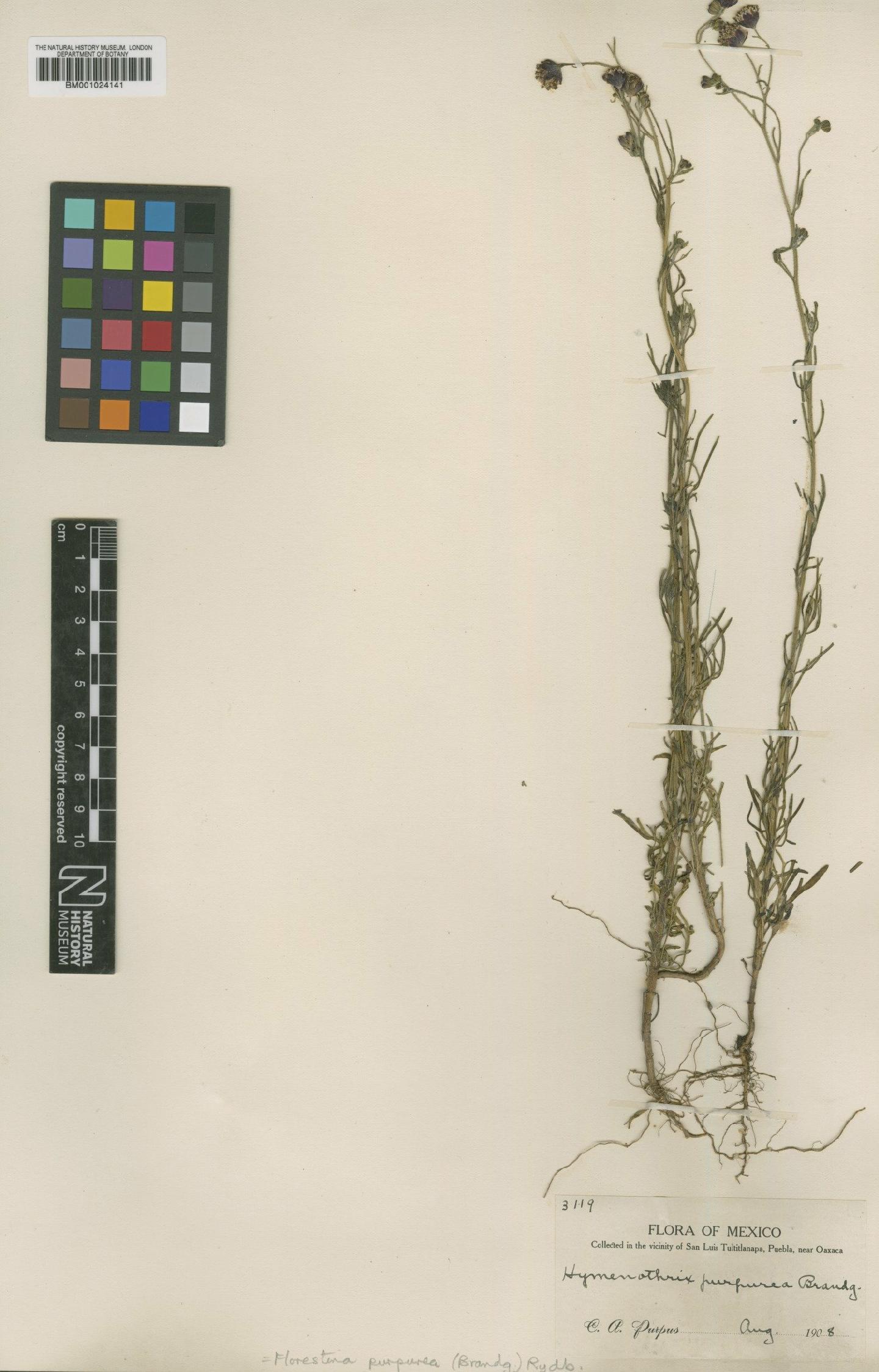 To NHMUK collection (Florestina purpurea (Brandegee) Rydb.; Type; NHMUK:ecatalogue:622924)
