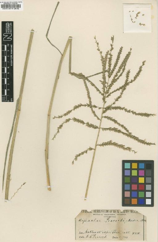 Leptochloa peacockii (Maiden & Betche) Domin - BM000514976