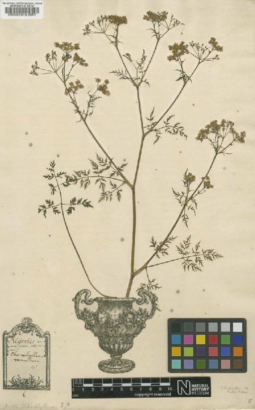 Chaerophyllum hirsutum L. - BM000558343