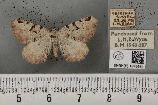 Macaria wauaria (Linnaeus, 1758) - BMNHE_1849569_422305