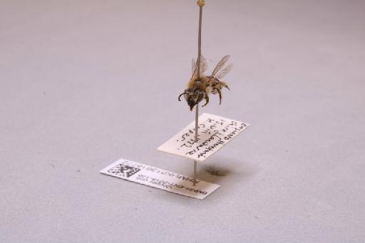 Colletes Latreille, 1802 - 013618772_additional_3