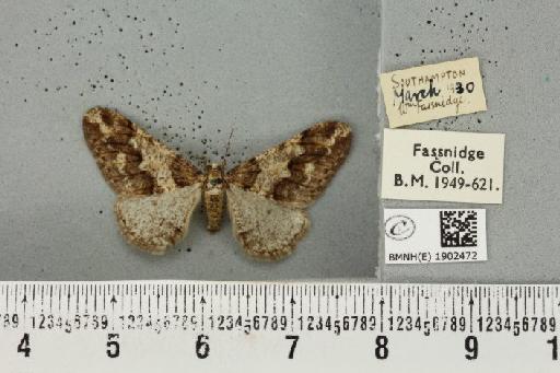 Agriopis leucophaearia (Denis & Schiffermüller, 1775) - BMNHE_1902472_463018