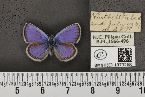 Plebejus argus caernensis Thompson, 1937 - BMNHE_1373268_165476