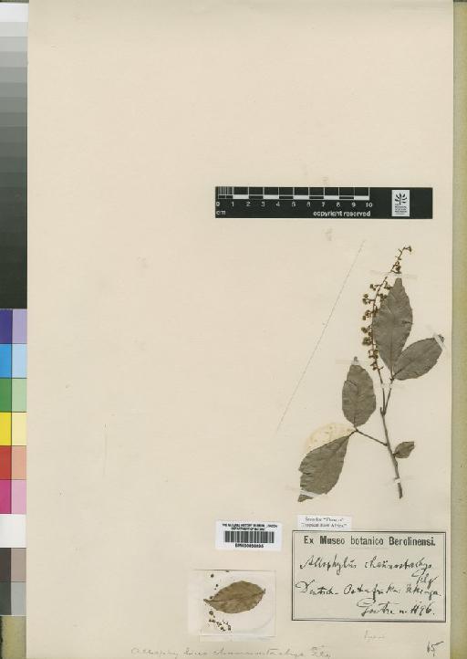 Allophylus chaunostachys Gilg - BM000838095