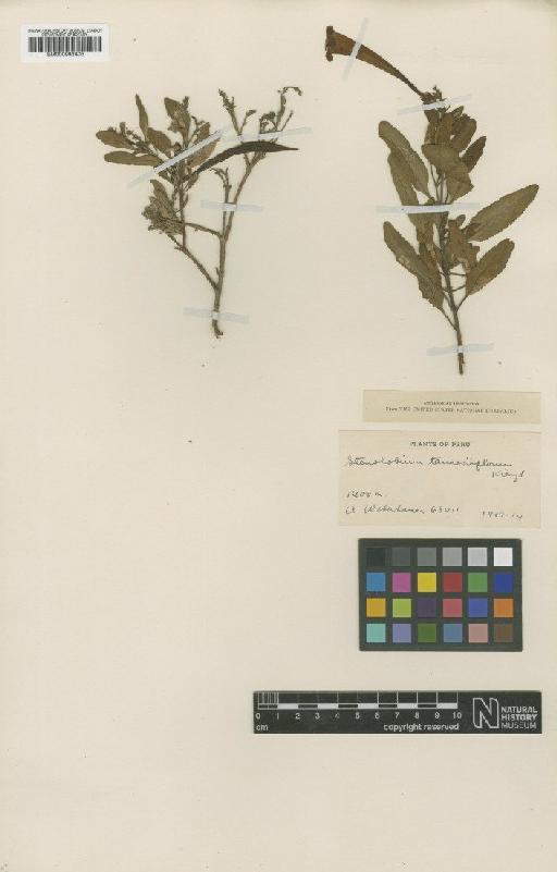 Stenolobium tanaeciiflorum Kraenzl. - BM000992403