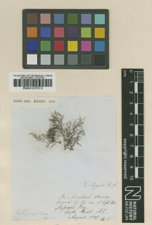 Polysiphonia amphibia Harv. - BM001067612