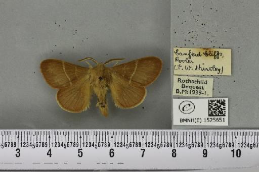 Macrothylacia rubi (Linnaeus, 1758) - BMNHE_1525651_196351