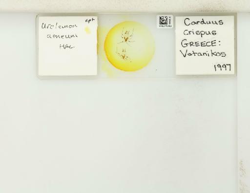 Uroleucon (Uromelan) aeneum Hille Ris Lambers, 1939 - 015271700_112823_1096657_157888_NoStatus