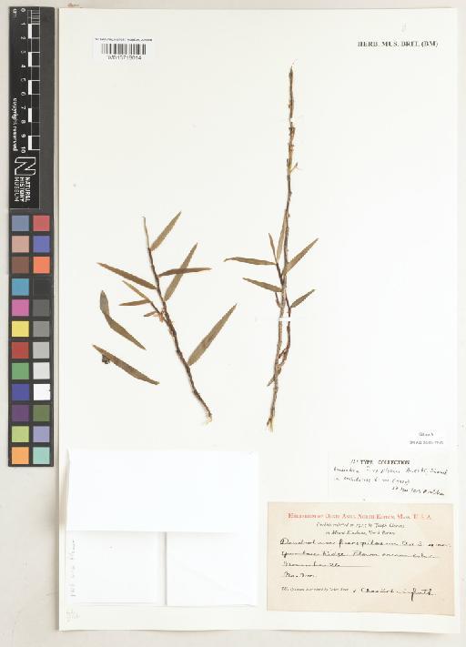 Dendrobium fusco-pilosum Ames & C.Schweinf. - BM013718014