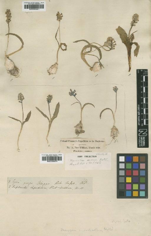 Hyacinthella nervosa (Bertol.) Chouard - BM000958278