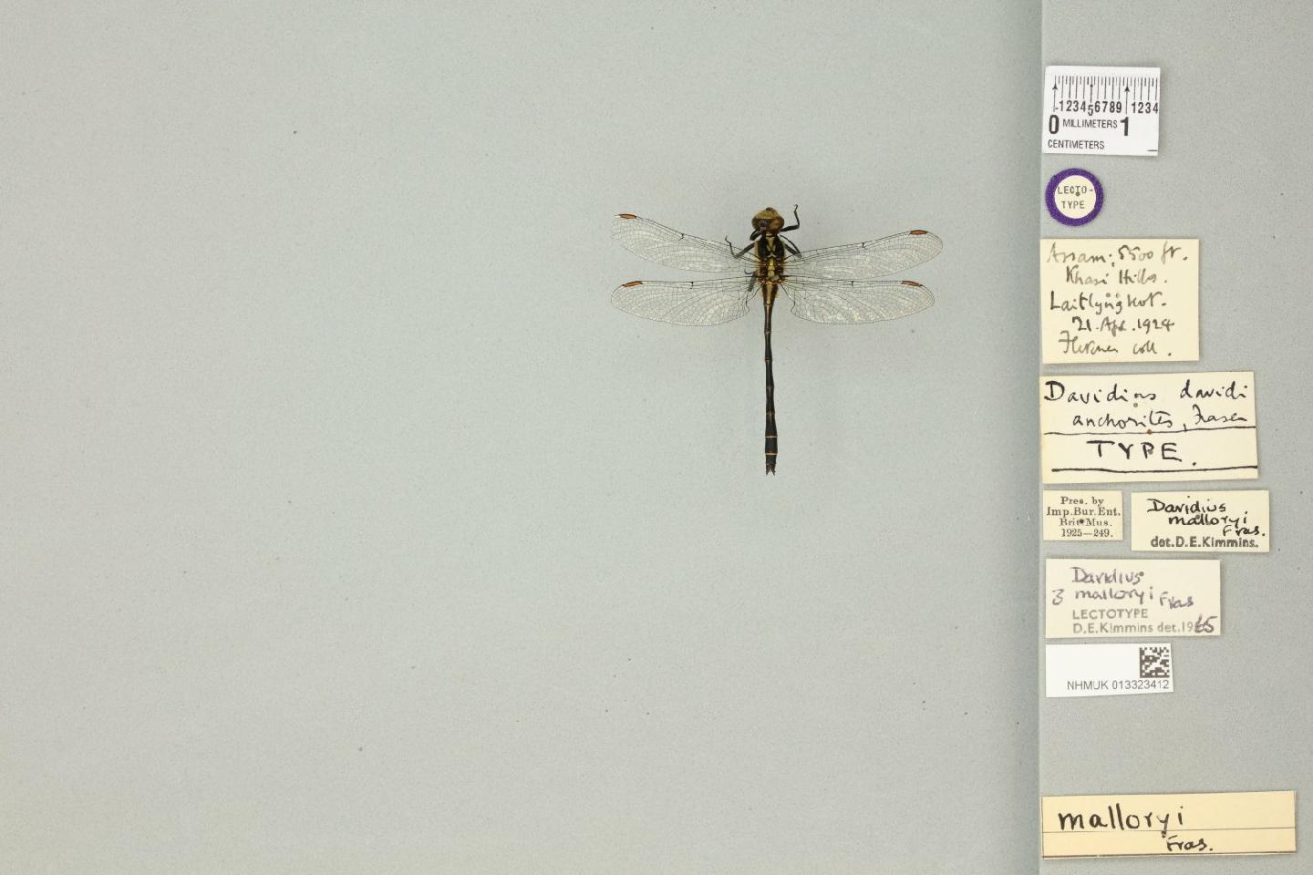 Davidius malloryi