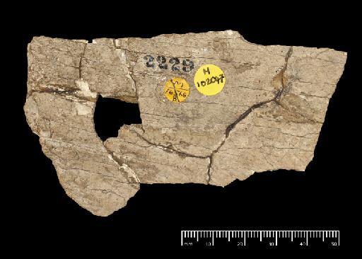 Toxodon platensis Owen, 1837 - NHMUK PV M 102047_1