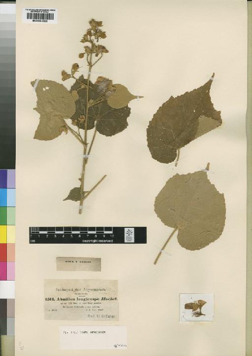 Abutilon longicuspe Hochst - BM000843929