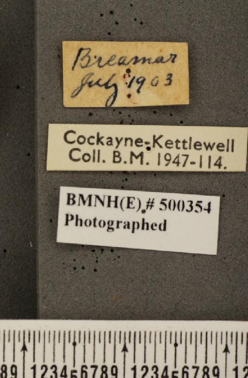 Coenonympha tullia scotica ab. pallida Osthelder, 1926 - BMNHE_500354_label_7170