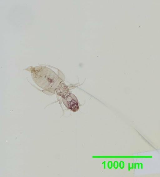 Liposcelis paetus Pearman, 1942 - 010150900__2016_03_17_s19