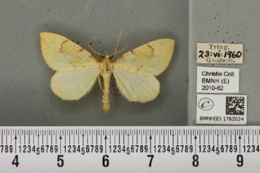 Gandaritis pyraliata (Denis & Schiffermüller, 1775) - BMNHE_1762024_345622