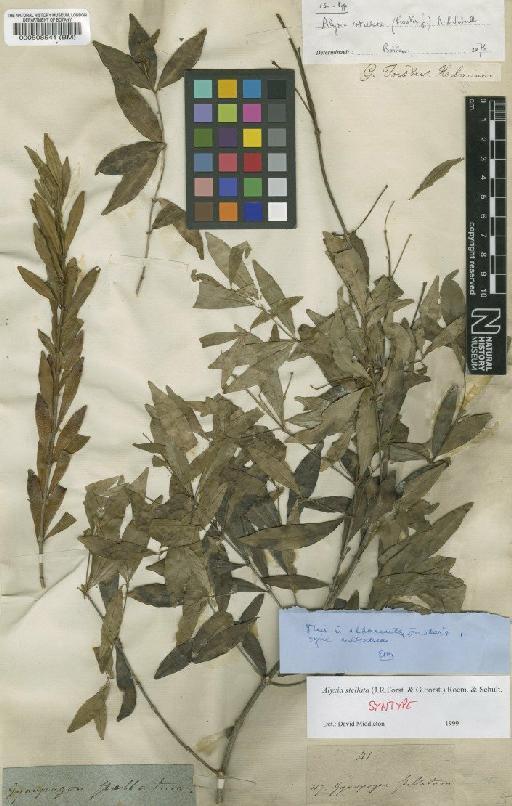 Alyxia stellata (J.R.Forst.) Roem. & Schult. - BM000508541